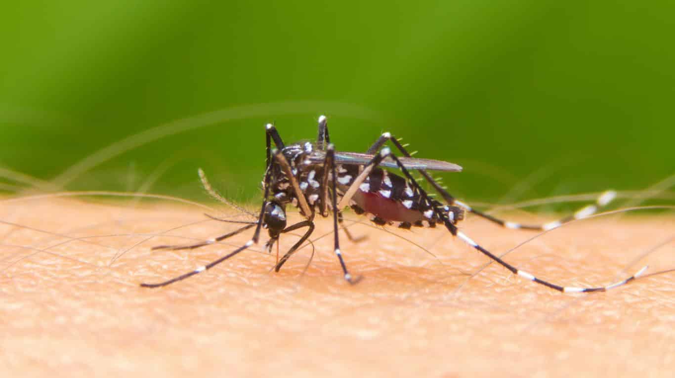 how long do mosquito bites last