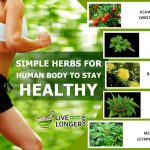 Simple Herbs That Help The Human Body Stay Healthy