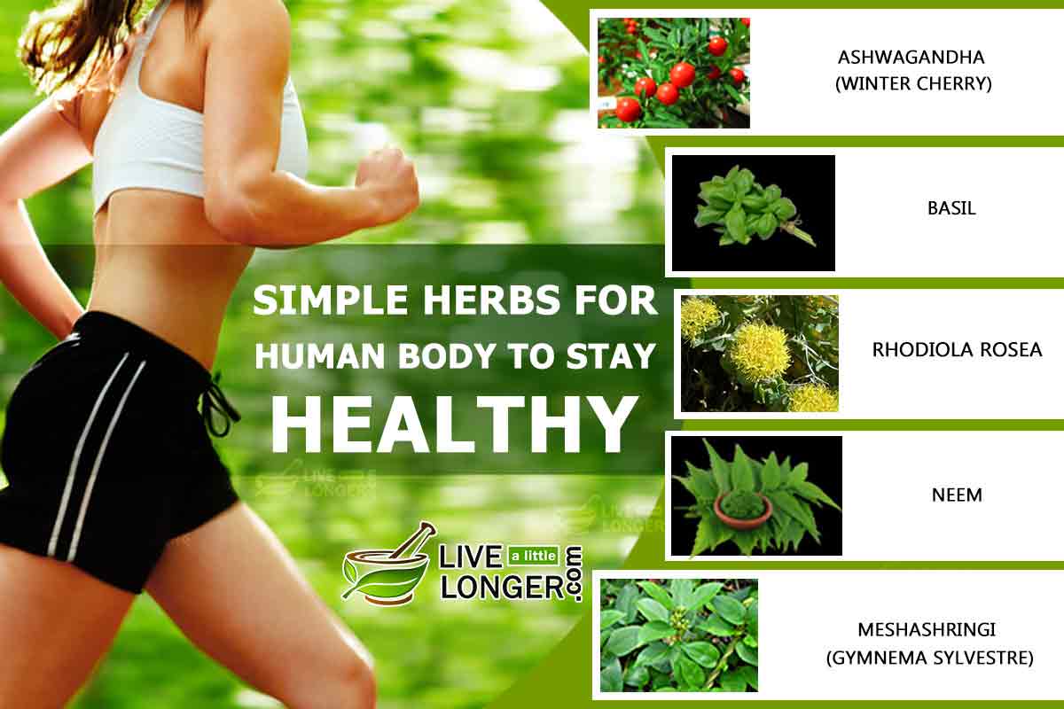 Simple Herbs That Help The Human Body Stay Healthy