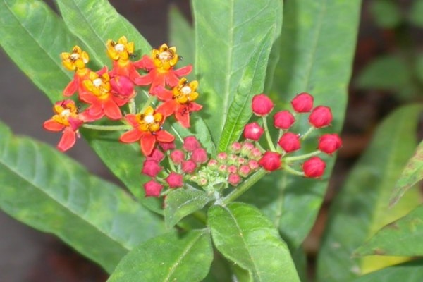 ashwagandha herb for rejuvenation of human body