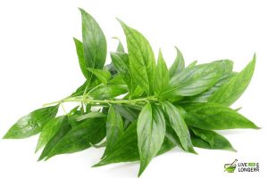 Andrographis paniculata for dengue fever