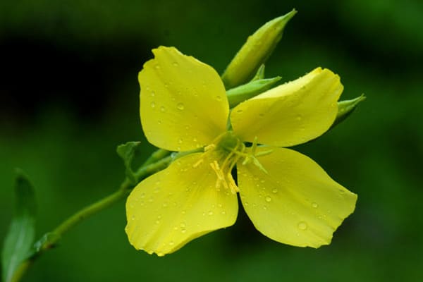 oil remedy for rheumatism oil remedy for rheumatism