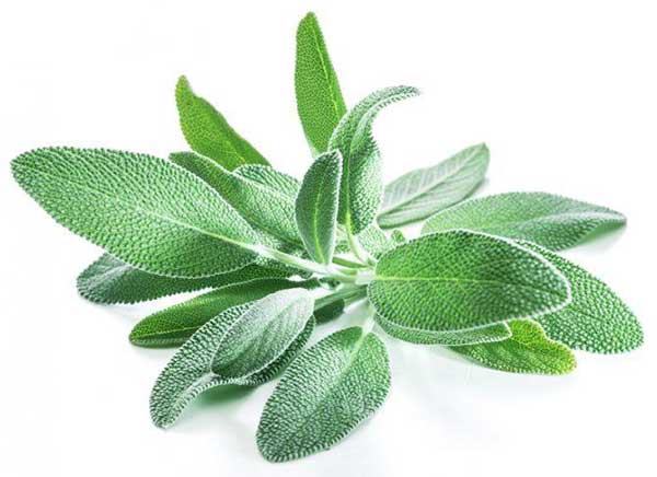 life saving remedy sage