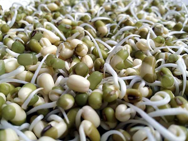 sprouts for bulmia nervosa