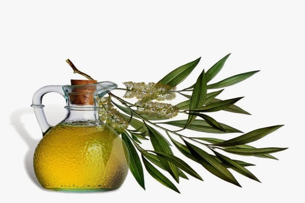 tea tree oil for fungal infection such as toe nail fungus