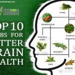 Top 10 herbs for best brain health