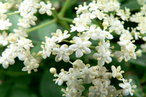 herbal remedy for measles