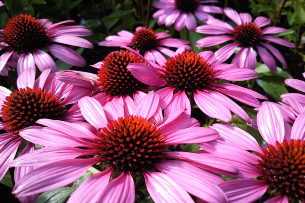 herbal remedy for treating measles