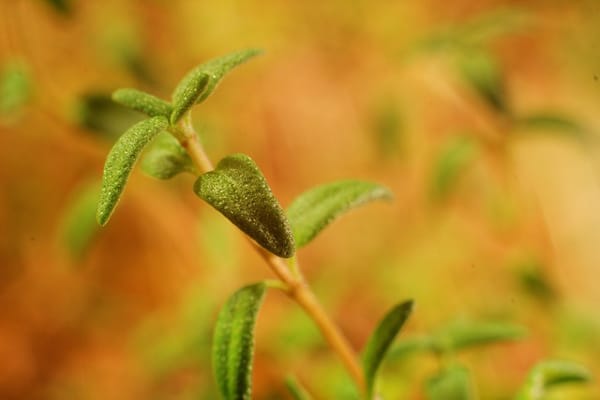 herbs for brain recall