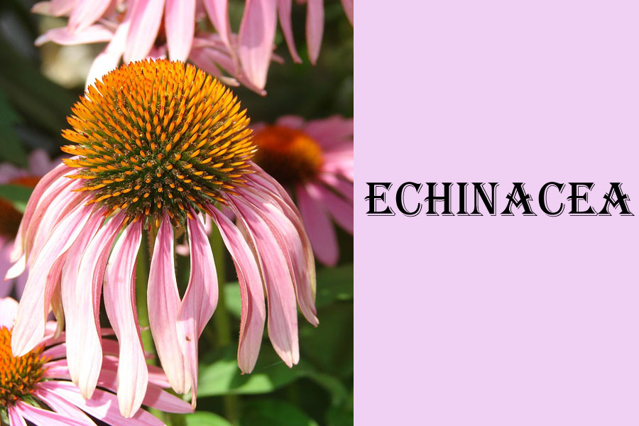 natural remedy for cold natural remedy for cold