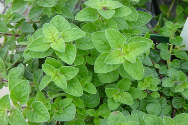 Enhance Your Immunity In Winter Enhance Your Immunity In Winter