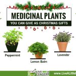 medicinal-plant-as-christmas-gifts-67