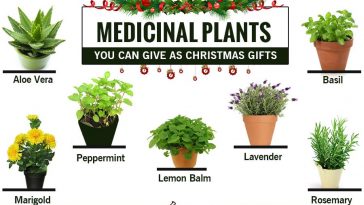 medicinal-plant-as-christmas-gifts-67