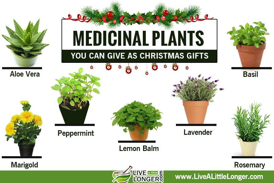 Medicinal Plants You Can Give As Christmas Gifts on {keyword}