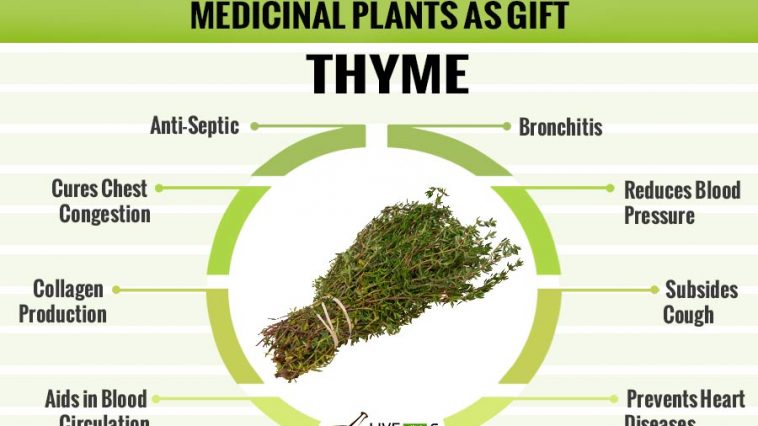medicinal-plant-as-gift-thyme