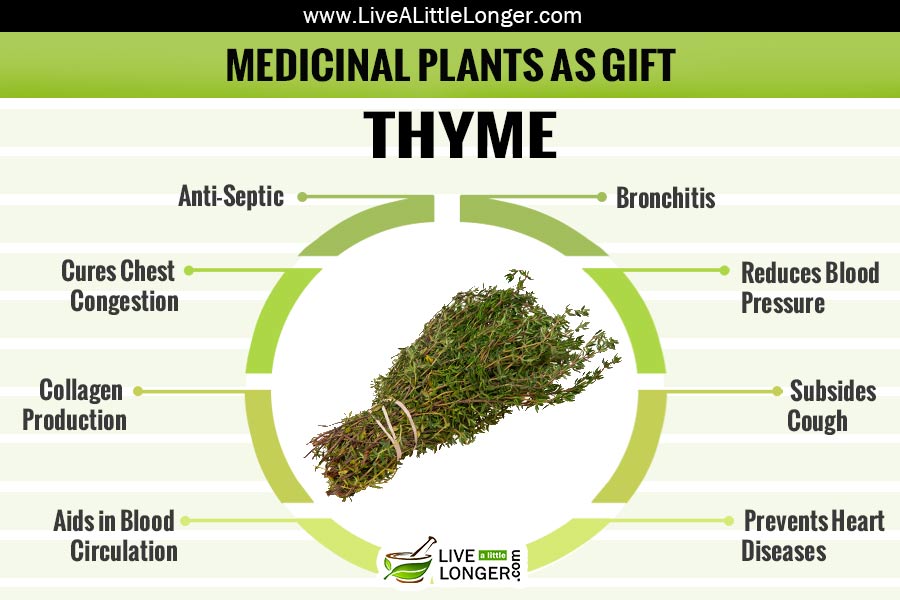 medicinal-plant-as-gift-thyme