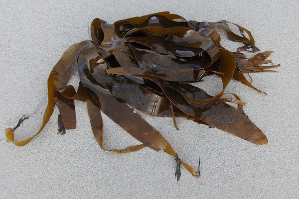 seaweed algae for aloepecia areata