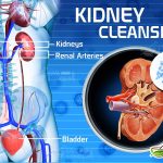 how to cleanse your kidneys