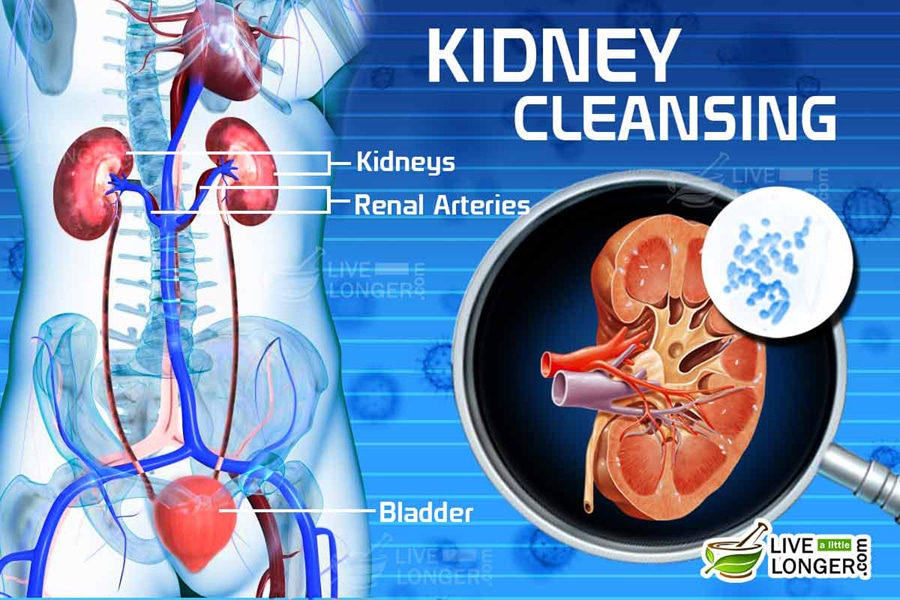 how to cleanse your kidneys