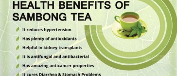 Health Benefits Of Sambong Tea