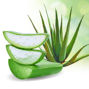 aloe vera for ringworm