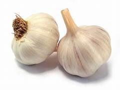 garlic