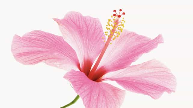 health benefits of hibiscus