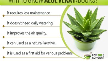 Health Benefits Of Aloe Vera