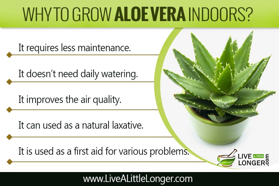 10 Incredible Health Benefits Of Aloe Vera