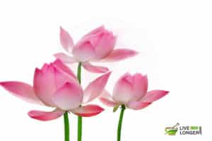benefits of lotus flower