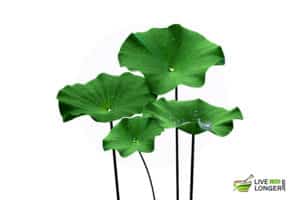 benefits of lotus leaves