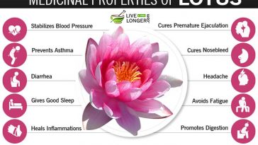 benefits of Nelumbo Nucifera