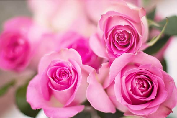 Unbelievable-Health-Benefits-Of-Rose