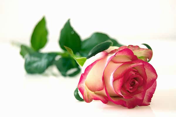 Unbelievable-Health-Benefits-Of-Rose