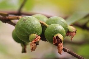 Health Benefits Of Guava