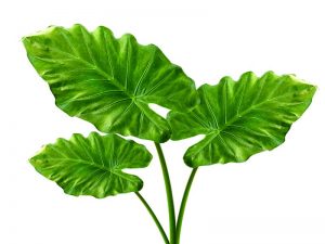 Health Benefits Of Taro Leaves