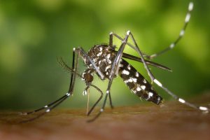 symptoms of mosquito bites