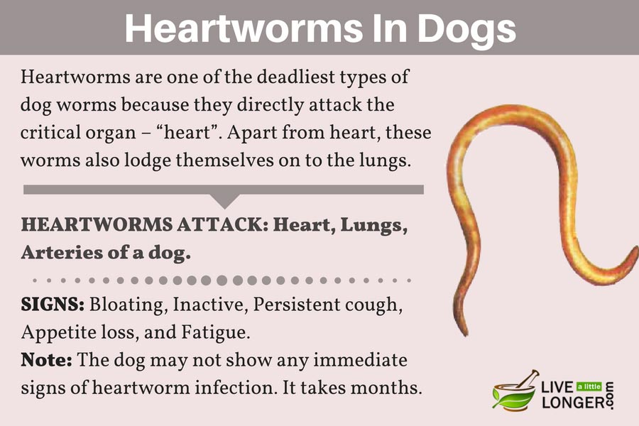 home remedies for heartworms in dogs