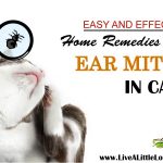 Home Remedies For Ear Mites In Cats