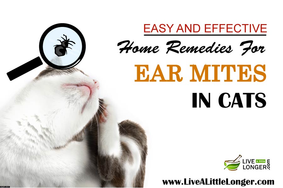 Home Remedies For Ear Mites In Cats