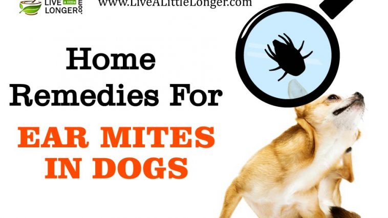 home remedies for ear mites in dogs