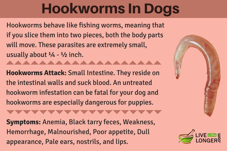 home remedies for hookworms in dogs