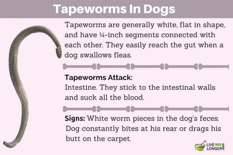how to get rid of tapeworms in puppies naturally