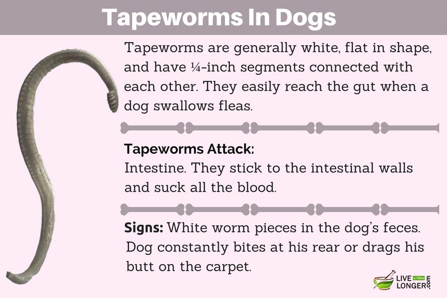 home remedies for tapeworms in dogs