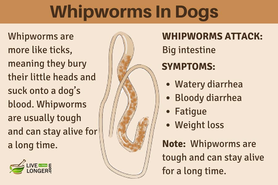 home remedies for whipworms in dogs