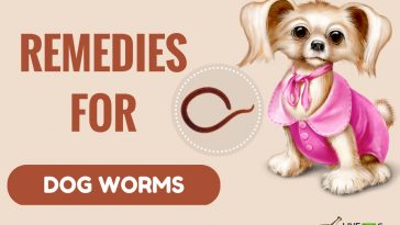 Polydipsia Natural Treatment In Dogs Polydipsia Natural Treatment In Dogs