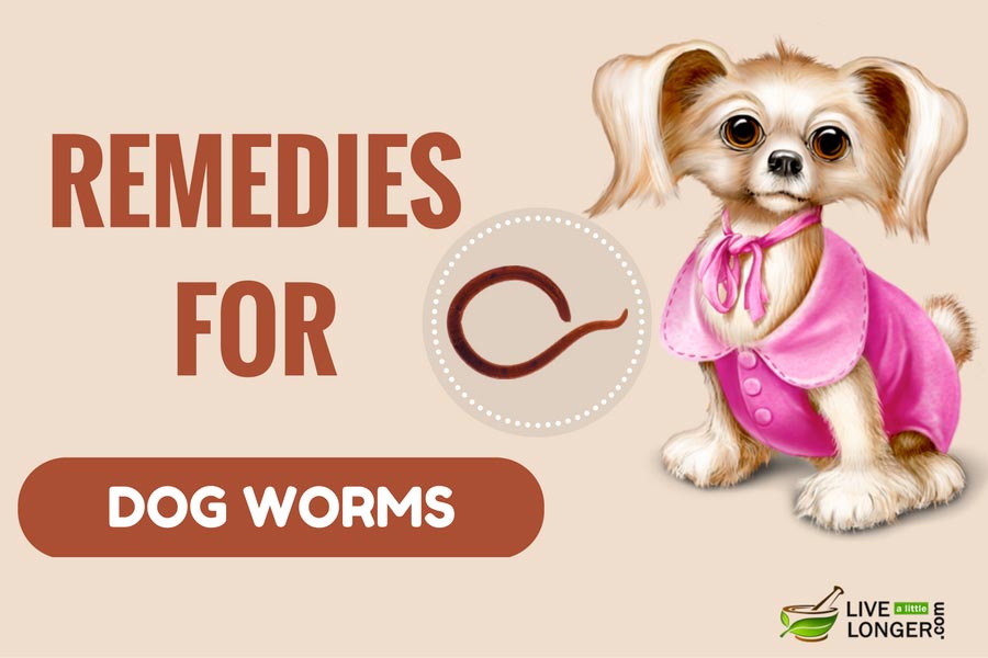 home remedies for worms in dogs