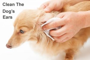 how-to-clean-the-dogs-ears