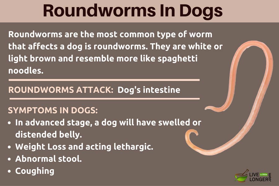 types of worms in dogs