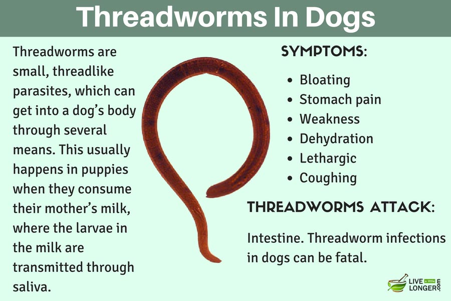 home remedies for threadworms in dogs